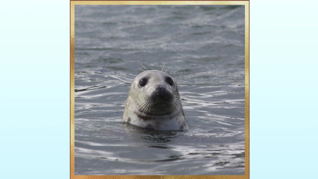 Puffin cruises